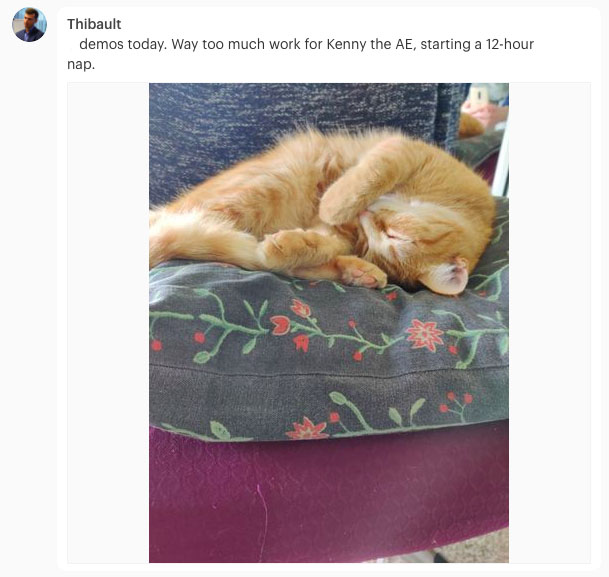 Intranet use case : Status on workday with photo of sleeping cat