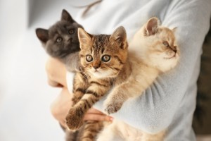Woman,With,Cute,Funny,Kittens,At,Home